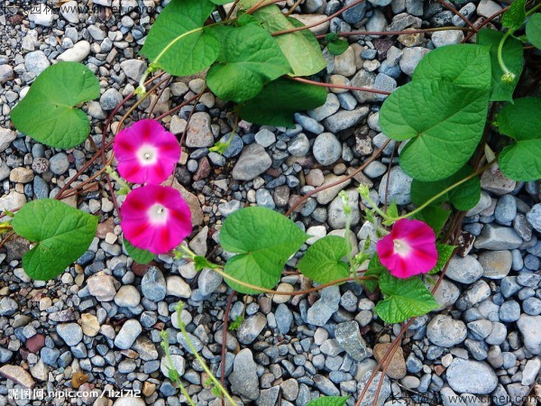 牽?；ǚN子發(fā)芽出苗開花圖片