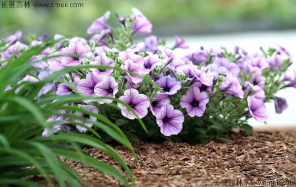 牽?；ǚN子發(fā)芽出苗開花圖片