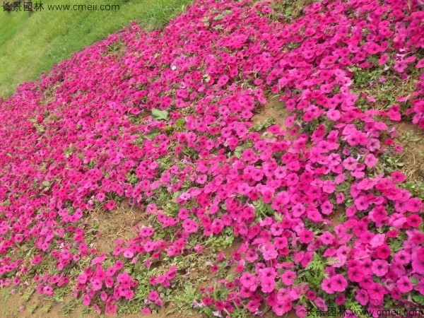 牽?；ǚN子發(fā)芽出苗開花圖片
