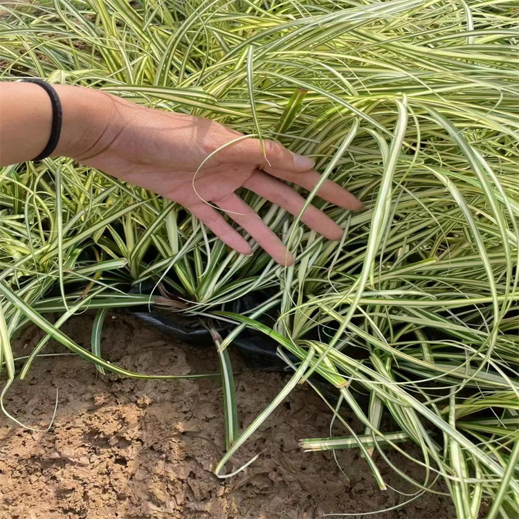金葉苔草 來(lái)自長(zhǎng)景園林